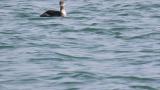Red-necked Grebe, diving