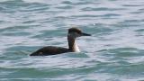 Red-necked Grebe, diving