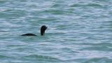 Pelagic Cormorant, diving