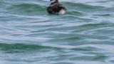 Ancient Murrelet