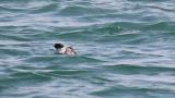Ancient Murrelet