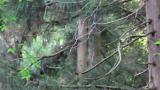 Japanese Squirrel
