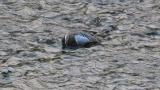 Foraging Garganey