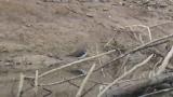 Green Sandpiper