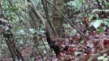 Fledgling of Asian Stubtail and call