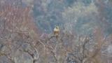 Eastern Buzzard in snow, took flight