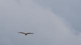 Eastern Marsh Harrier in flight