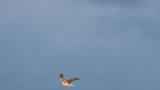 Eastern Marsh Harrier in flight