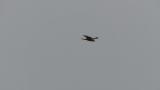 Eastern Marsh Harrier in flight