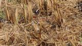 Foraging Yellow-browed Bunting