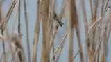 Common Reed Bunting perched on reeds