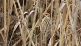 Common Reed Bunting, foraging