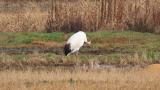 Juvenile Red-crowned Crane, preening and foraging