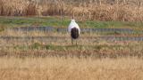 Juvenile Red-crowned Crane pecking garbage