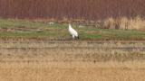 Juvenile Red-crowned Crane calling before flight