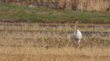 Juvenile Red-crowned Crane calling before flight