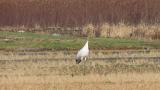 Juvenile Red-crowned Crane calling and finally took flight