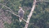 Steller's Sea Eagle fluffing
