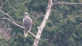 Steller's Sea Eagle, preening