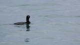 Pelagic Cormorant