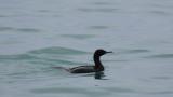 Pelagic Cormorant