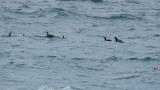 Pelagic Cormorants