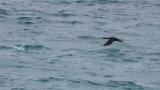 Pelagic Cormorant in flight