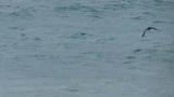 Pelagic Cormorant in flight