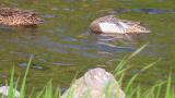 Foraging Garganey