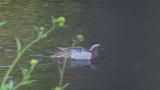 Garganey swimming on the water