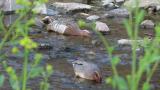 Foraging Garganey