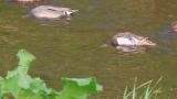 Foraging Garganey