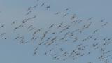 Greater White-fronted Geese returning