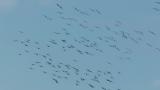 Greater White-fronted Geese returning