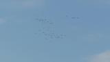 Greater White-fronted Geese returning