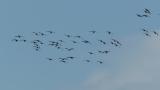 Greater White-fronted Geese returning