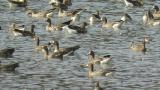 Greater White-fronted Geese on the water.
