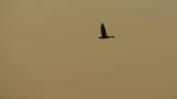 Swan Goose, flight