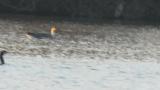 Swan Goose on the water