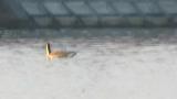 Swan Goose on the water