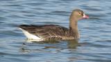 Lesser White-fronted Goose on the water