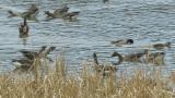 Taiga Bean Geese, confronting behavior
