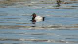 Canvasback