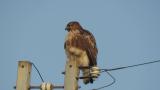 Eastern Buzzard perched on a pole