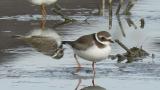 Common Ringed Plover