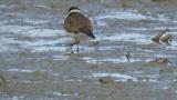 Semipalmated Plover, foraging