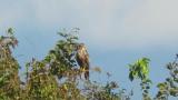 Perched Eastern Marsh Harrier, preening