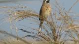 Perched Meadow Bunting