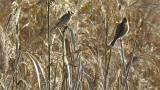 Common Reed Buntings perched on reeds, preening