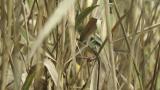 Japanese Yellow Bunting, bill cleaning after foraging